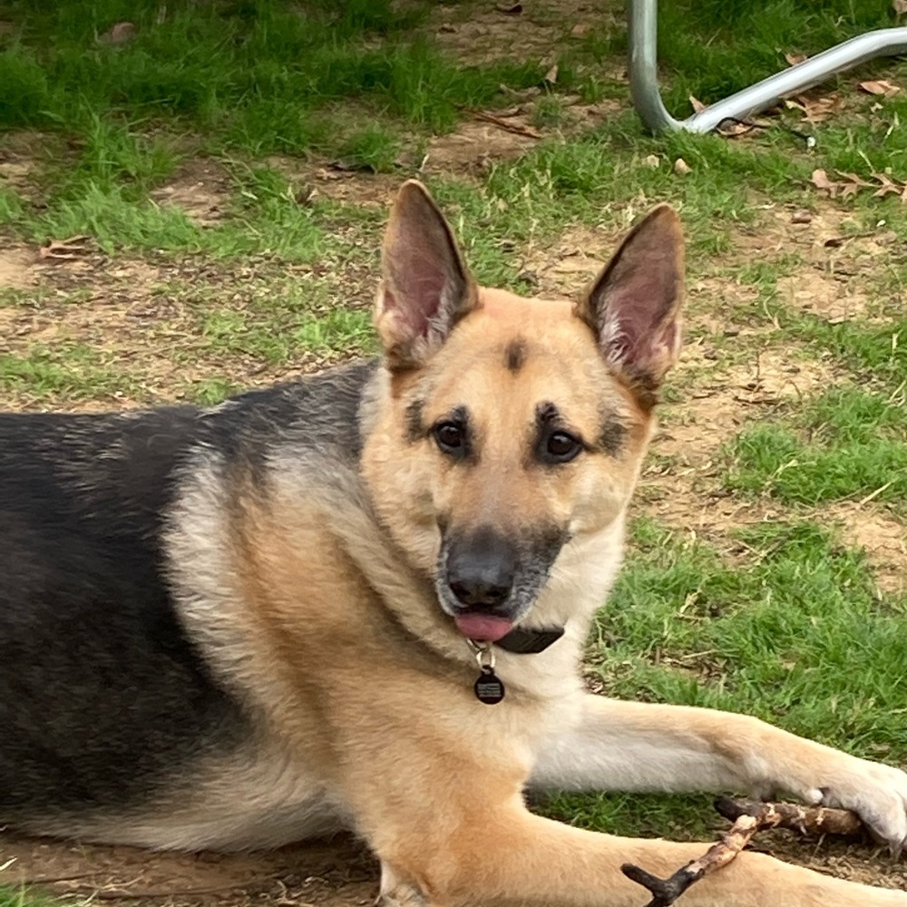 Meet your Posher, Pippa